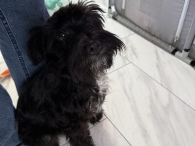 8month old pure bred mini shnauzer