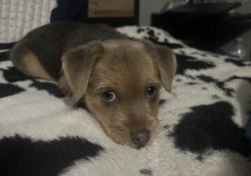 Chorkie miniature Pomeranian