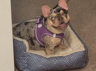 9 Month Old French Bulldog