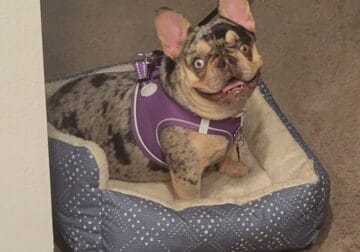9 Month Old French Bulldog
