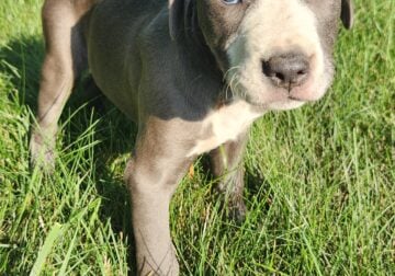 Pitbull Puppies 12 weeks old 1 boy & 3 girls