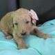 AKC Poodle Pups