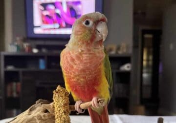 Pineapple Conure in Need of New Home!