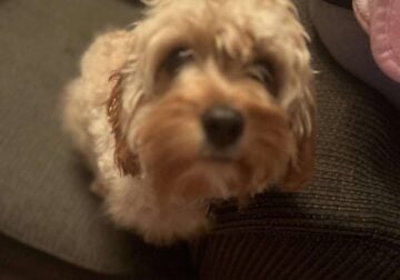 Cavapoo