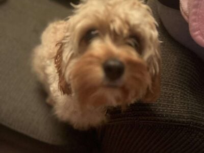 Cavapoo
