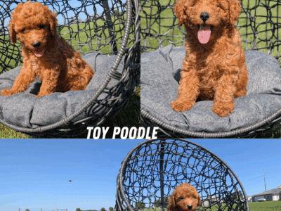 AKC TOY POODLE PUPS