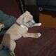 Micro Bully XL pups