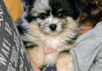 Mini Aussie-Pom, sweet fluffy loves