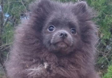 Elite Blue Pomeranian Puppy Female, bear type