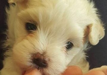 Beautiful & Loving Maltese Female Puppy