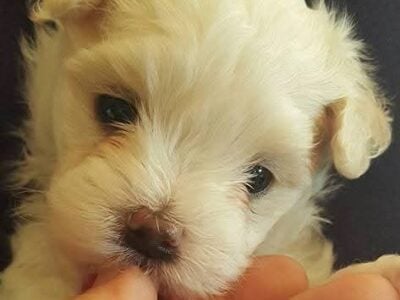Beautiful & Loving Maltese Female Puppy