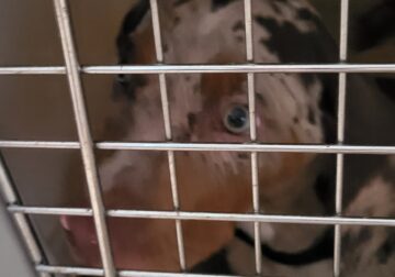 Puppy needs a good home.