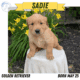 AKC GOLDEN RETRIEVER PUPS