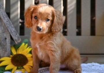 Cavapoo Puppy Millersburg OH Ryan