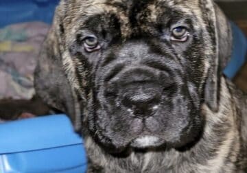Brindle female Cane corso