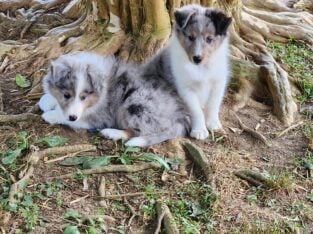 Blue merle Shetland Sheepdog puppies