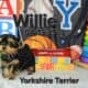Yorkshire Terrier Puppies available