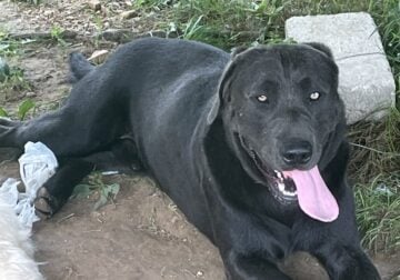 Charcoal And Black Male Labs