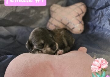 Mini schnauzer puppies – Female 1