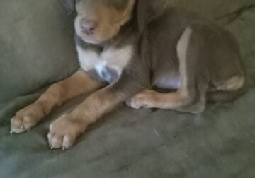 Beautiful Doberman Puppies