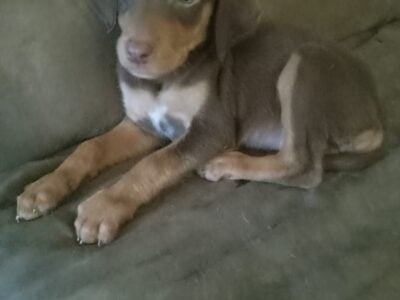 Beautiful Doberman Puppies
