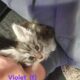 Maine Coon Kittens