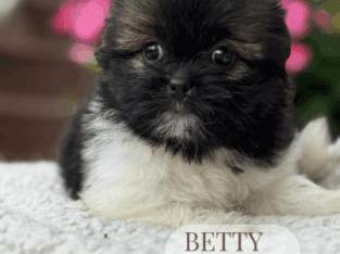Shih tzu puppies Shihtzu