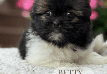 Shih tzu puppies Shihtzu