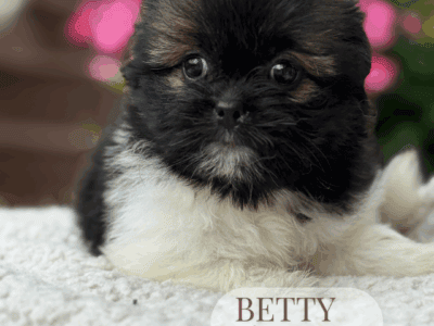 Shih tzu puppies Shihtzu