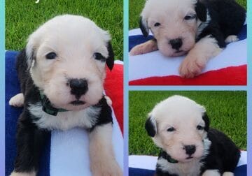 Cute, AKC, docked OES puppies