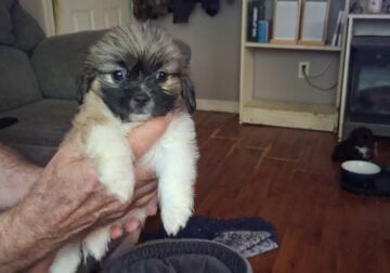 Beautiful shihtzu puppies
