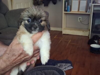 Beautiful shihtzu puppies
