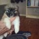 Beautiful shihtzu puppies