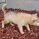 Siberian husky puppies