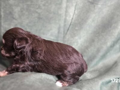 Sweet Liver AKC Female