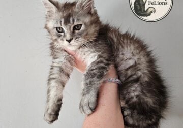 TICA MAINE COON KITTENS
