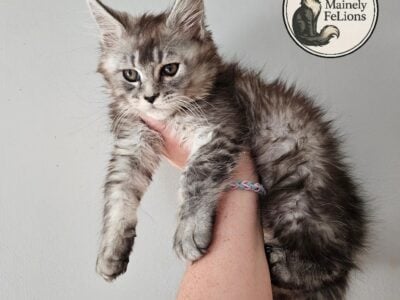 TICA MAINE COON KITTENS
