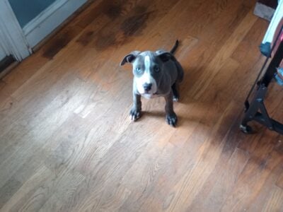 Pitbull puppies