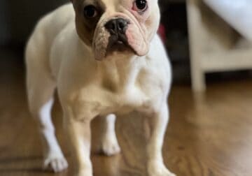 Frenchie