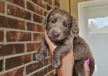 Mini Longhair Dachshund “Rosebud”
