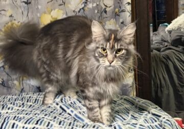 1yo Lovely Lady