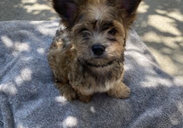 Yorkie/Terrier Mix