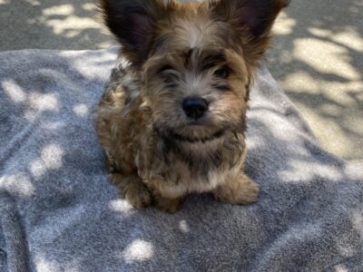 Yorkie/Terrier Mix