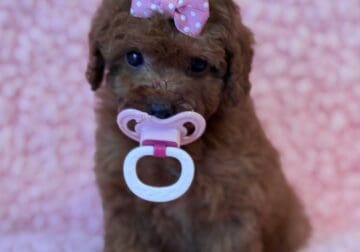 Poodle F AKC full