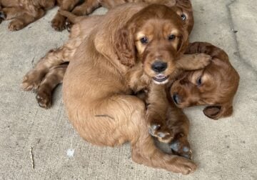 Irish Setter