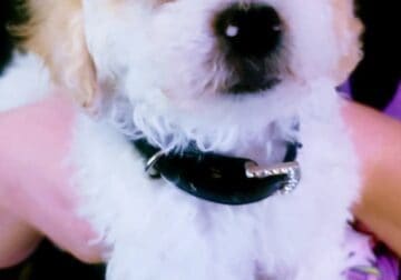 Cheesecake Needs A Home!