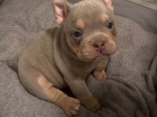 6 week old micro bully for sale