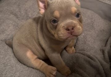 6 week old micro bully for sale