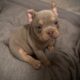 6 week old micro bully for sale