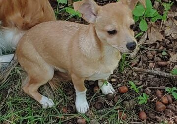 Chihuahua puppy